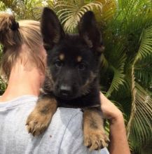 Quality German Shepherd puppies Image eClassifieds4U
