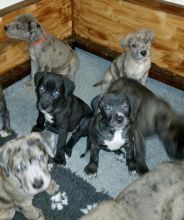 Two Great Danes Image eClassifieds4U