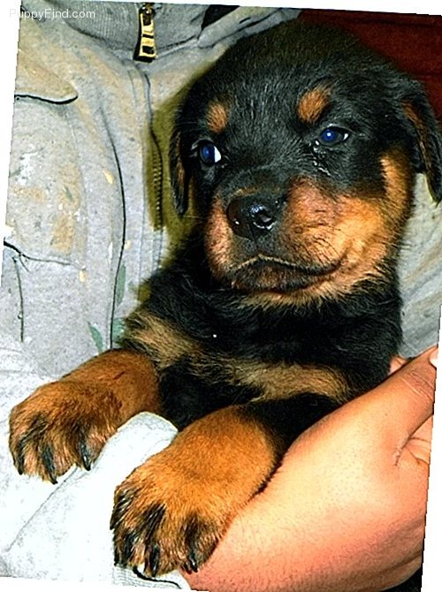 Male and female Rottweiler puppies for pet lovers. Image eClassifieds4u
