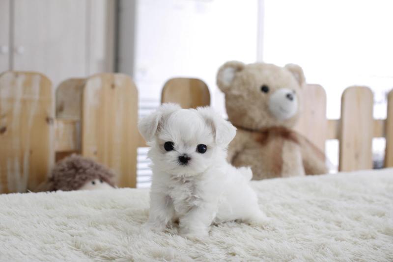 Priceless Pedigree Maltese Puppy Ready For Adoption! Image eClassifieds4u