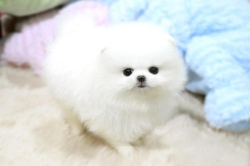Priceless White Pomeranian Puppy For Adoption Image eClassifieds4u