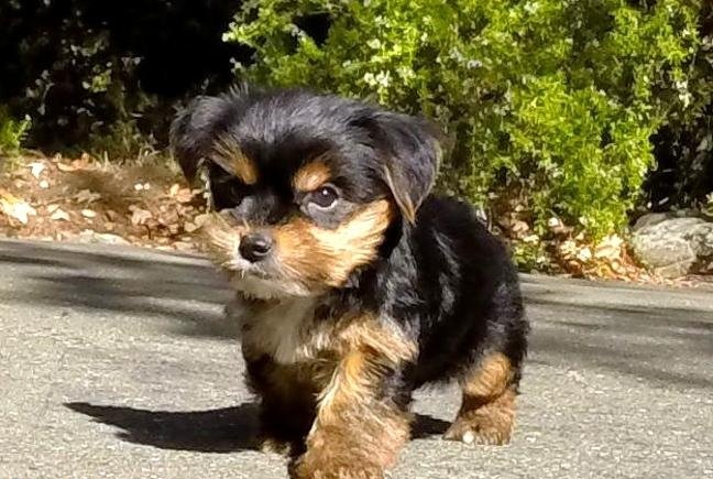 Purebred tiny teacup Yorkie puppies. Image eClassifieds4u