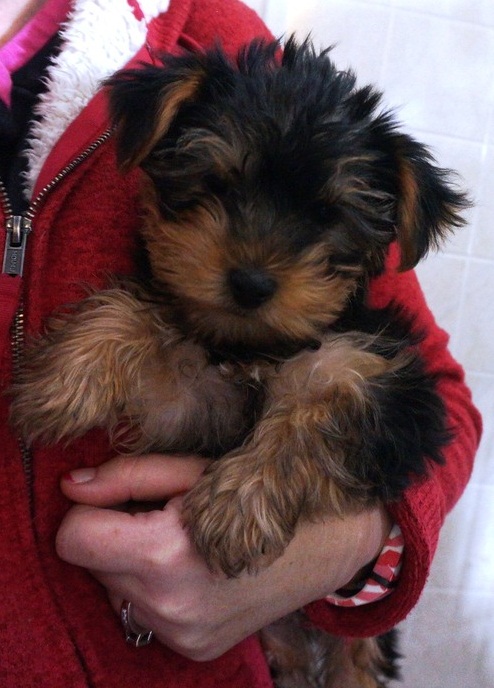 Yorkshire Terrier Puppies for Sale Image eClassifieds4u