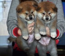Absolutely Gorgeous Akita Puppies