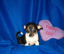 Adorable Chihuahua puppies for pet lovers