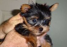 Affectionate Yorkie puppies for adoption text (704) 931-8188