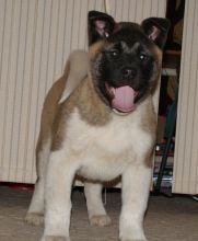 Akita Puppies for Adoption