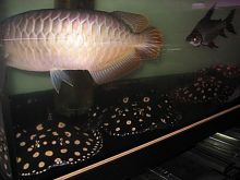 Arowana fish, Marine FIsh, Corals and Accessories - $450.00