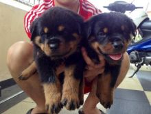 Beautiful Rottweiler puppies