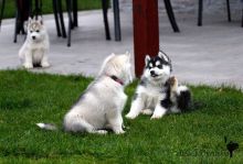 Black & White Siberian Husky Pups (302) 417-1558