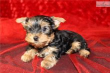 Cute & Adorable Yorkshire Terrier Puppies for Adoption...(204) 818-6239