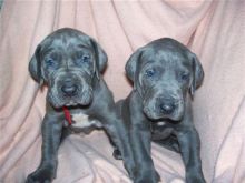 Great Dane puppies for sale four ready now