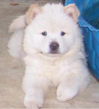 Lovely Ckc registered cream chow chow puppies