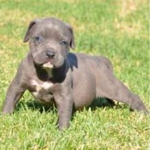 Male and female Pitt Bull puppies.