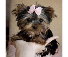 Male and Female Yorkie's For Valentine Lovers (919) 769-1667