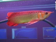 Magnificent Healthy Arowana Fishes For Sale @ $500/Piece
