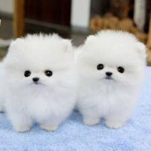 Priceless White Pomeranian Puppy For Adoption