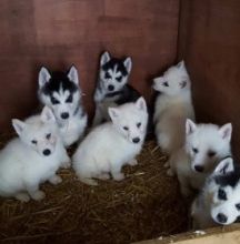 Siberian Huskey Puppies read for new homes