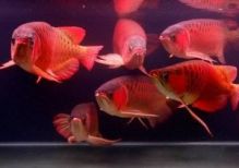 Wonderful Super Red Asian Arownas and Many Other Species for Sale