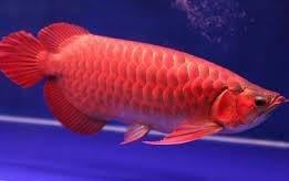 A convenient reliable and guaranteed source of Arwana fishes $300.00 Image eClassifieds4u