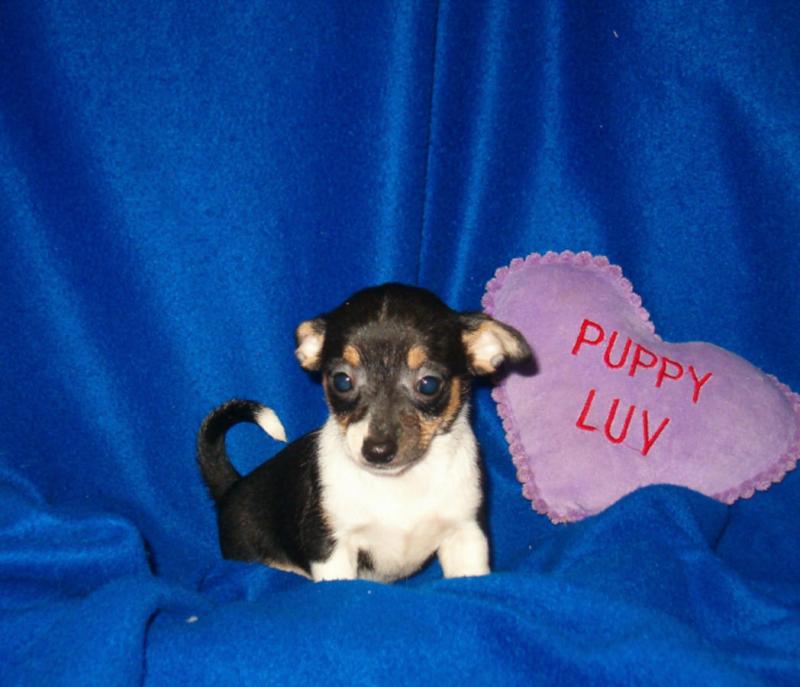 Adorable Chihuahua puppies for pet lovers Image eClassifieds4u