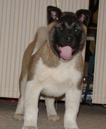 Akita Puppies for Adoption Image eClassifieds4u
