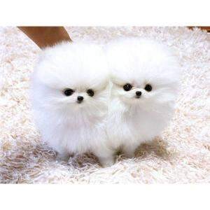 Beautiful Pomeranian puppies Available Image eClassifieds4u