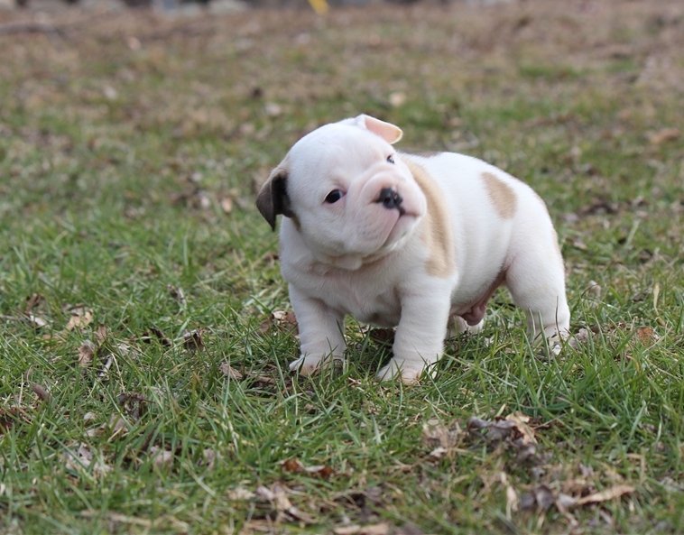 CKC Engish bulldogs puppies ready to go now Image eClassifieds4u