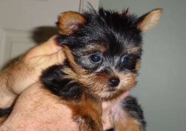 Full Blooded 🐶🐶 Yorkshire Terrier puppy -Text!!! (704) 931-8188 Image eClassifieds4u