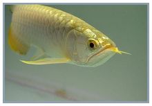 Arowana Fish And Many order's for Sale $350.00 Image eClassifieds4u 2