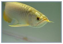 Arowana Fish for Sale Image eClassifieds4u 4