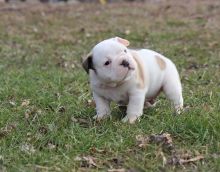 CKC Engish bulldogs puppies ready to go now Image eClassifieds4U