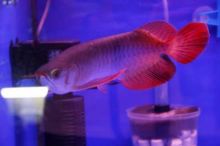 Fresh Water Tropical Aquarium Fish Image eClassifieds4u 2