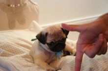 Gorgeous pug puppies ready for re-homing Image eClassifieds4U