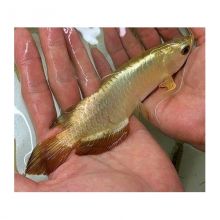 Live Arowana Fish Image eClassifieds4u 3