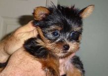 Male and female Charming Yorkshire Terrier puppies for adoption Image eClassifieds4U