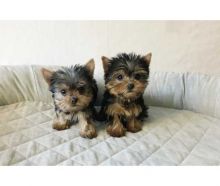 Male and Female Yorkie's For Valentine Lovers (919) 769-1667 Image eClassifieds4u 2