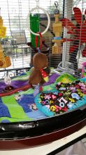 monkeys for a good and caring home (443) 475-0127 Image eClassifieds4U