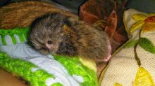 Pair of Marmoset Monkeys available for adoption Image eClassifieds4U