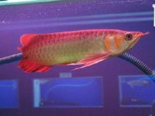 Magnificent Healthy Arowana Fishes For Sale @ $500/Piece Image eClassifieds4u 1