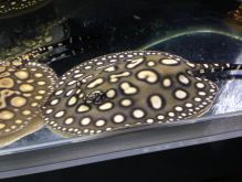 Premium High Goldenred arowana fish for sale Image eClassifieds4u 2