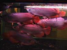 Premium High Goldenred arowana fish for sale Image eClassifieds4u 4