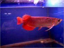 Top Quality 24k Golden, Red arowana, Rtg, Super red, Asian Red Image eClassifieds4u 3