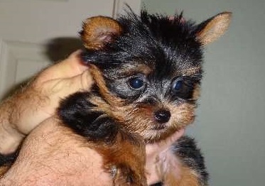 Male and female Charming Yorkshire Terrier puppies for adoption Image eClassifieds4u