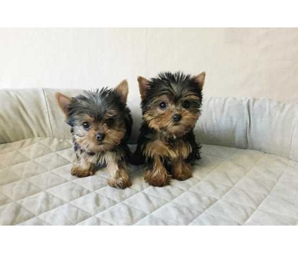 Male and Female Yorkie's For Valentine Lovers (919) 769-1667 Image eClassifieds4u