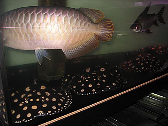 Magnificent Healthy Arowana Fishes For Sale @ $500/Piece Image eClassifieds4u