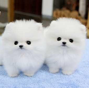 Priceless White Pomeranian Puppy For Adoption Image eClassifieds4u