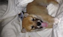 Adorable Home raised Shiba Inu Puppies