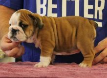 AKC quality English Bulldogs Puppies for free adoption!!!