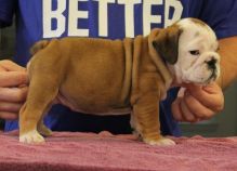 Akc registered English Bulldog puppies